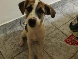 Cachorro raça Vira lata idade 2 a 6 meses nome Amora