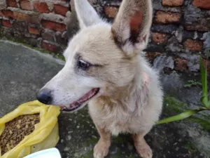 Cachorro raça  idade 1 ano nome Kyla 