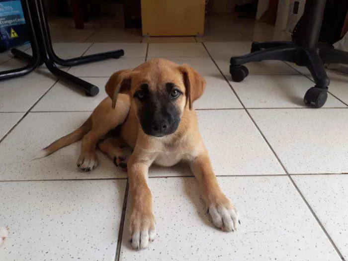Cachorro ra a Vira lata idade 2 a 6 meses nome Melissa 
