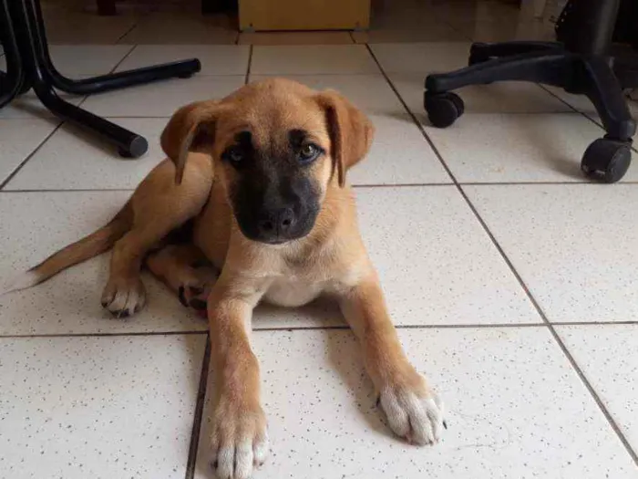 Cachorro ra a Vira lata idade 2 a 6 meses nome Melissa 