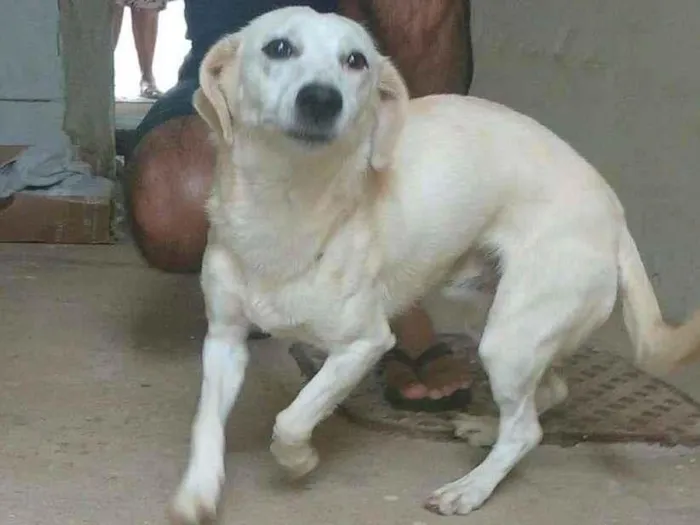 Cachorro ra a SRD-ViraLata idade 1 ano nome Sem nome