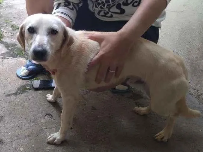 Cachorro ra a SRD-ViraLata idade 1 ano nome Sem nome