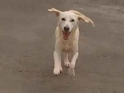 Cachorro ra a SRD-ViraLata idade 1 ano nome Sem nome