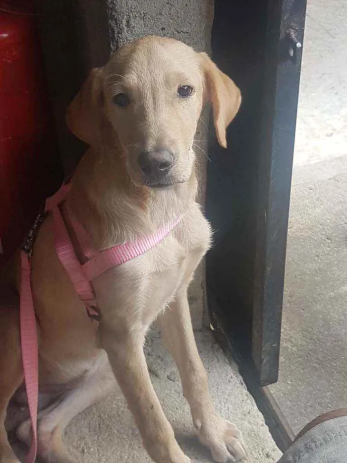 Cachorro ra a SRD idade 1 ano nome Hana