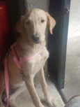 Hana