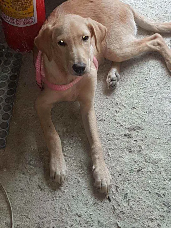 Cachorro ra a SRD idade 1 ano nome Hana