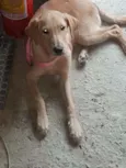 Hana