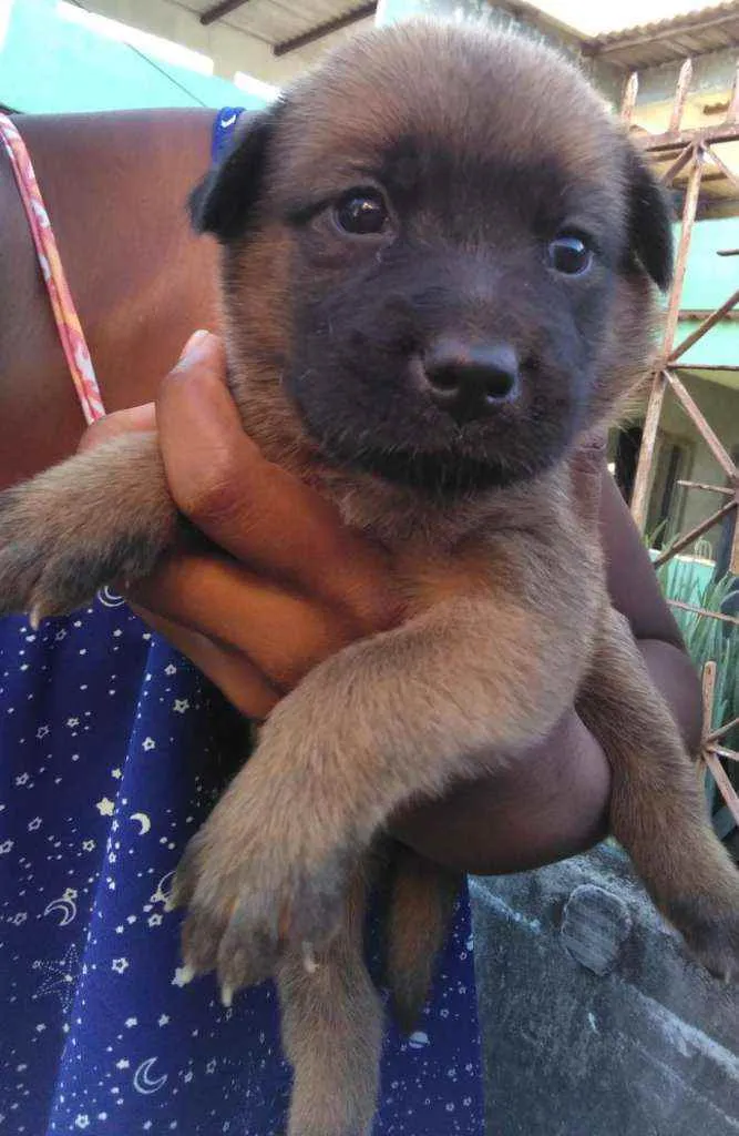 Cachorro ra a Mestiço  idade 2 a 6 meses nome Sem nome 