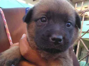 Cachorro raça Mestiço  idade 2 a 6 meses nome Sem nome 