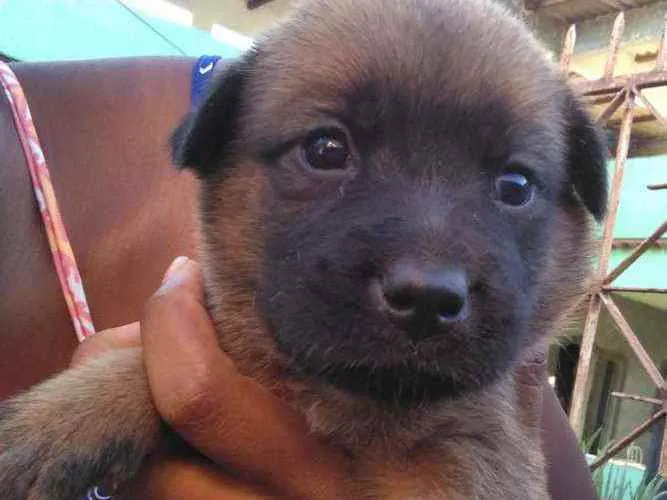 Cachorro ra a Mestiço  idade 2 a 6 meses nome Sem nome 