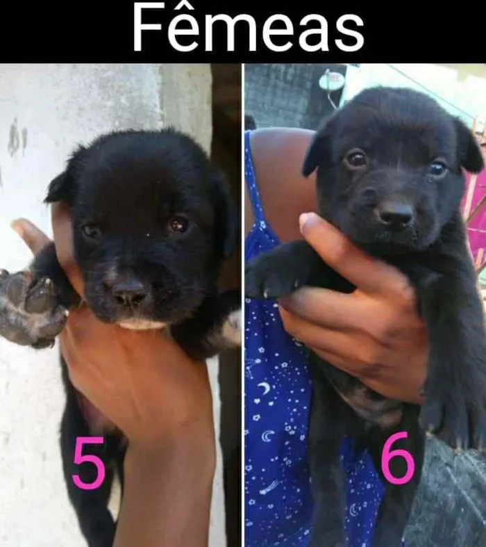 Cachorro ra a Mestiço  idade 2 a 6 meses nome Sem nome 