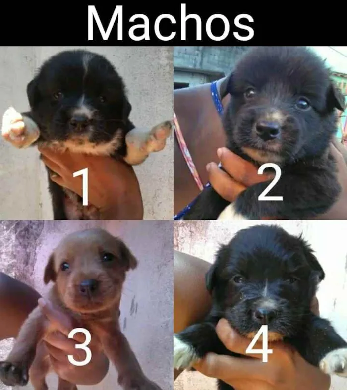 Cachorro ra a Mestiço  idade 2 a 6 meses nome Sem nome 