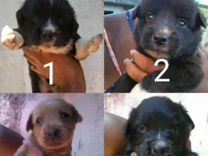 Cachorro raça Mestiço  idade 2 a 6 meses nome Sem nome 