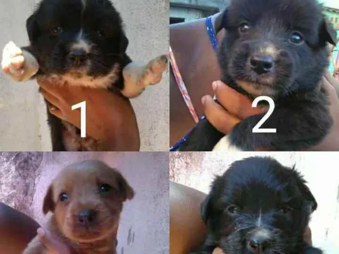 Cachorro ra a Mestiço  idade 2 a 6 meses nome Sem nome 