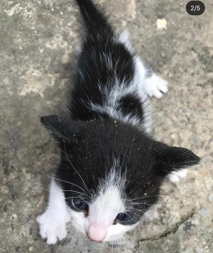 Gato ra a SRD-ViraLata idade Abaixo de 2 meses nome Aguardando um :) 