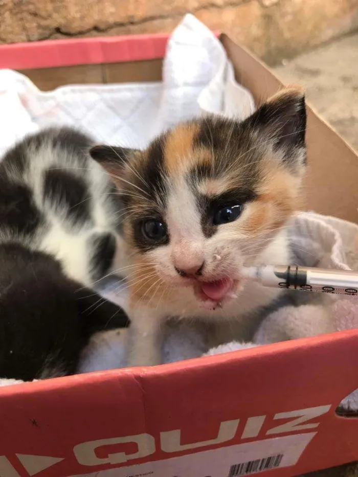 Gato ra a SRD-ViraLata idade Abaixo de 2 meses nome Aguardando um :) 