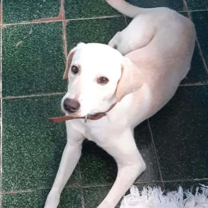 Cachorro raça SRD-ViraLata idade 2 anos nome Fred