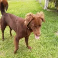 Cachorro raça SRD-ViraLata idade 2 anos nome Moana