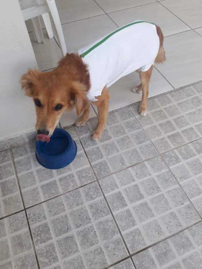Cachorro raça Sem raça definida  idade 7 a 11 meses nome Pupi