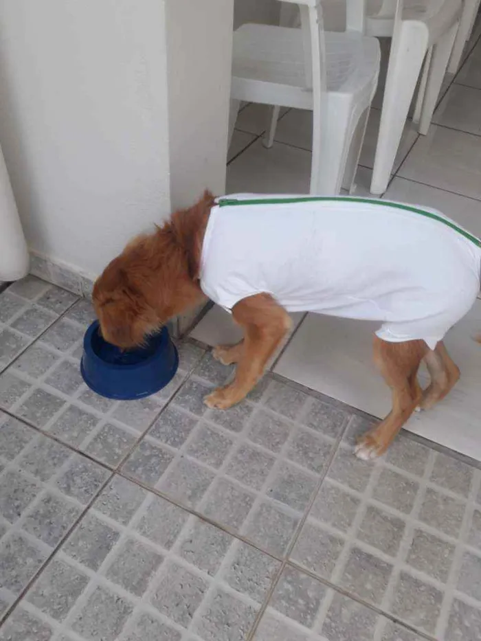 Cachorro raça Sem raça definida  idade 7 a 11 meses nome Pupi