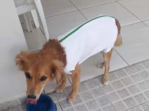 Cachorro raça Sem raça definida  idade 7 a 11 meses nome Pupi