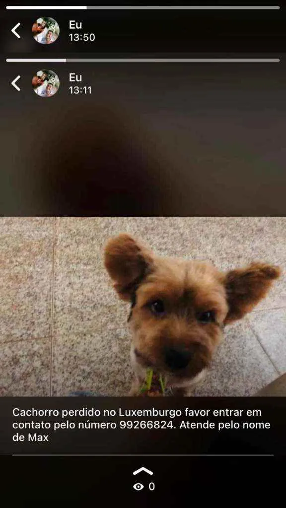 Cachorro raça yorkshire idade 2 anos nome Max 