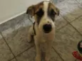 Amora