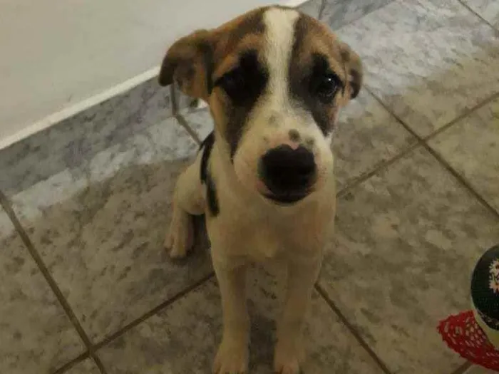 Cachorro ra a Vira lata idade 2 a 6 meses nome Amora