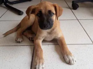 Cachorro raça Vira lata idade 2 a 6 meses nome Melissa 