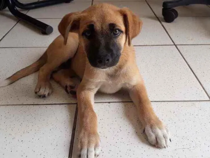 Cachorro ra a Vira lata idade 2 a 6 meses nome Melissa 