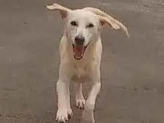 Cachorro ra a SRD-ViraLata idade 1 ano nome Sem nome