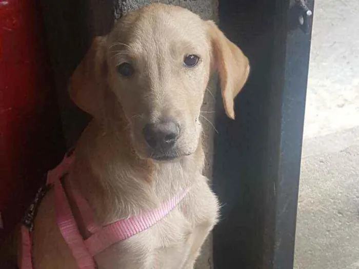 Cachorro ra a SRD idade 1 ano nome Hana