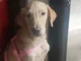 Hana