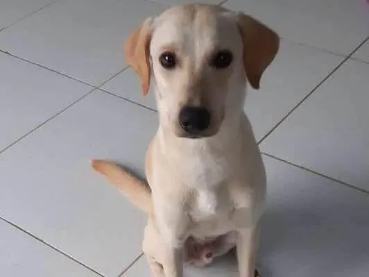Cachorro raça SRD-ViraLata idade 2 anos nome Fred