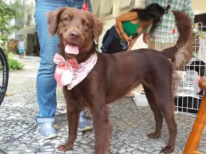 Cachorro raça SRD-ViraLata idade 2 anos nome Moana