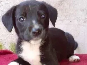 Cachorro raça  idade 2 a 6 meses nome Jaime Bebezinho