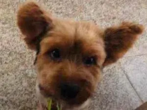 Cachorro raça yorkshire idade 2 anos nome Max 