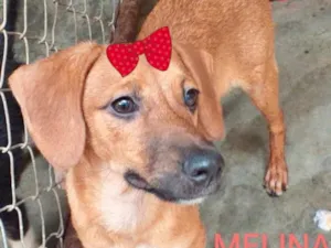 Cachorro raça SRD idade 2 a 6 meses nome Melina 