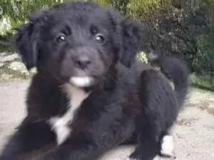 Cachorro raça  idade 2 a 6 meses nome Aurélio Bebezinho