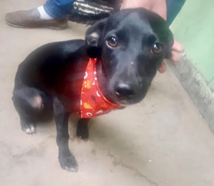Cachorro raça  idade 2 a 6 meses nome Demétrio Filhotinho