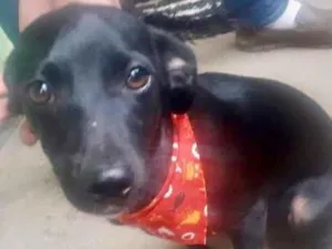 Cachorro raça  idade 2 a 6 meses nome Demétrio Filhotinho