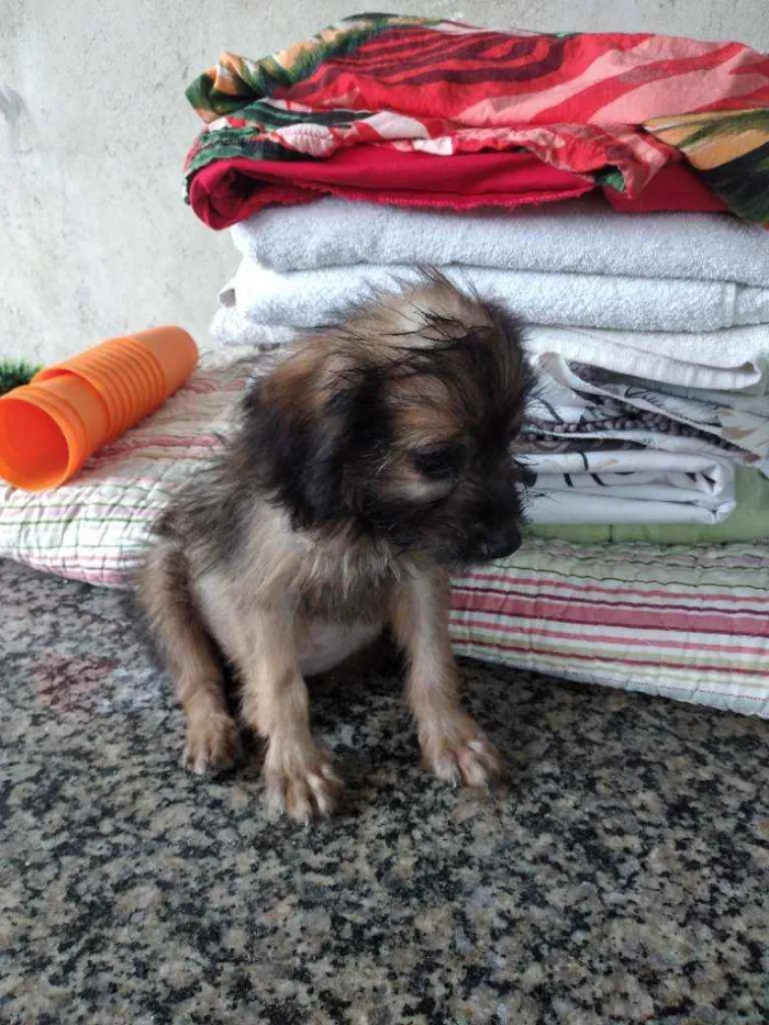 Cachorro ra a Vira lata idade 2 a 6 meses nome Pantera