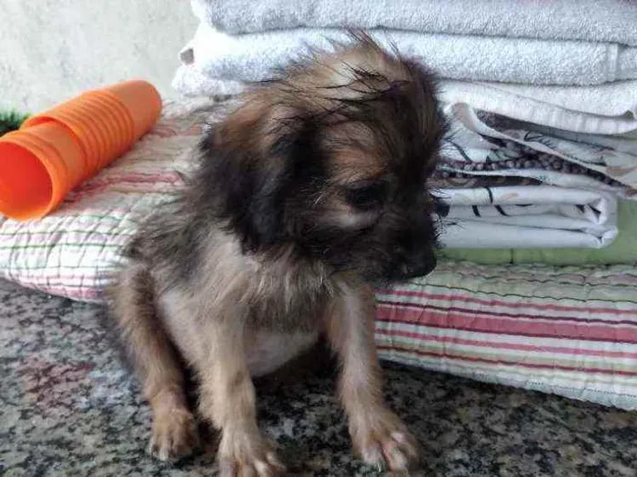 Cachorro ra a Vira lata idade 2 a 6 meses nome Pantera