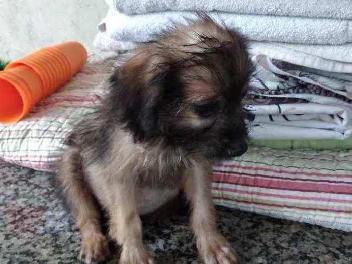 Cachorro ra a Vira lata idade 2 a 6 meses nome Pantera