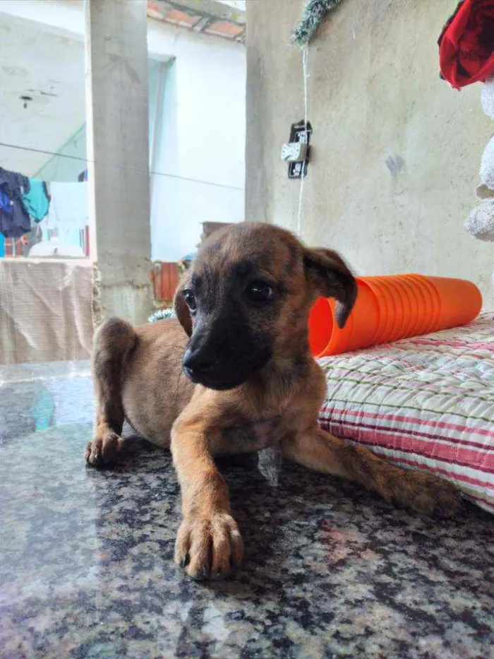 Cachorro ra a Vira lata idade 2 a 6 meses nome Pantera