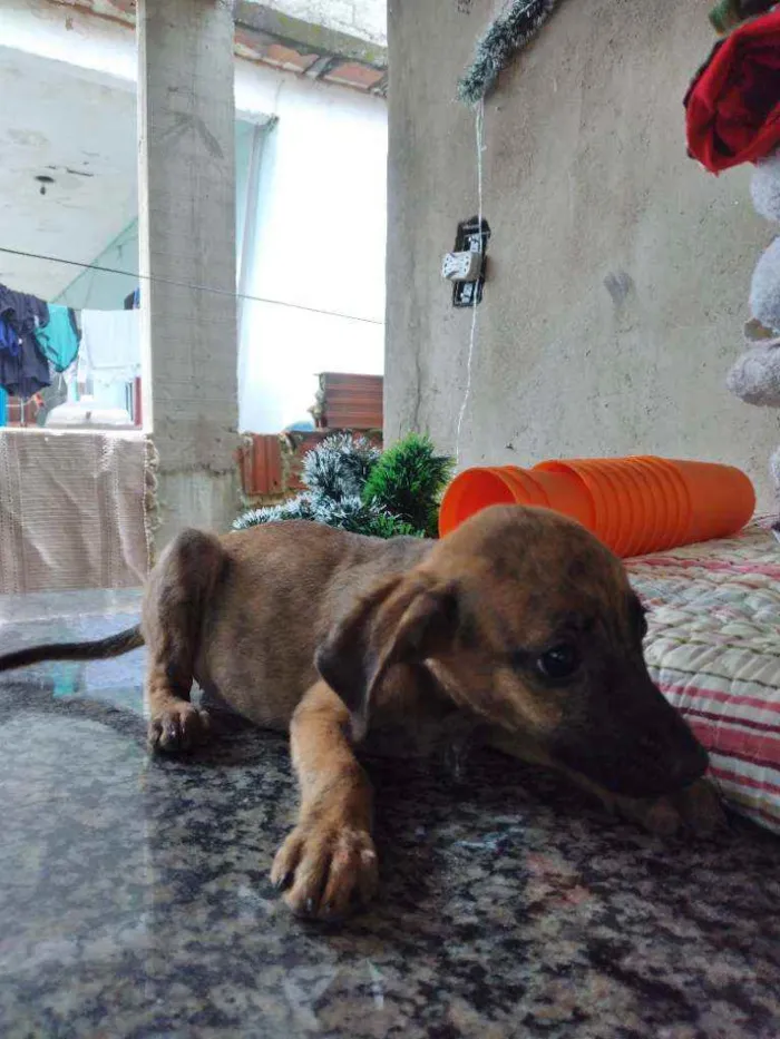 Cachorro ra a Vira lata idade 2 a 6 meses nome Pantera