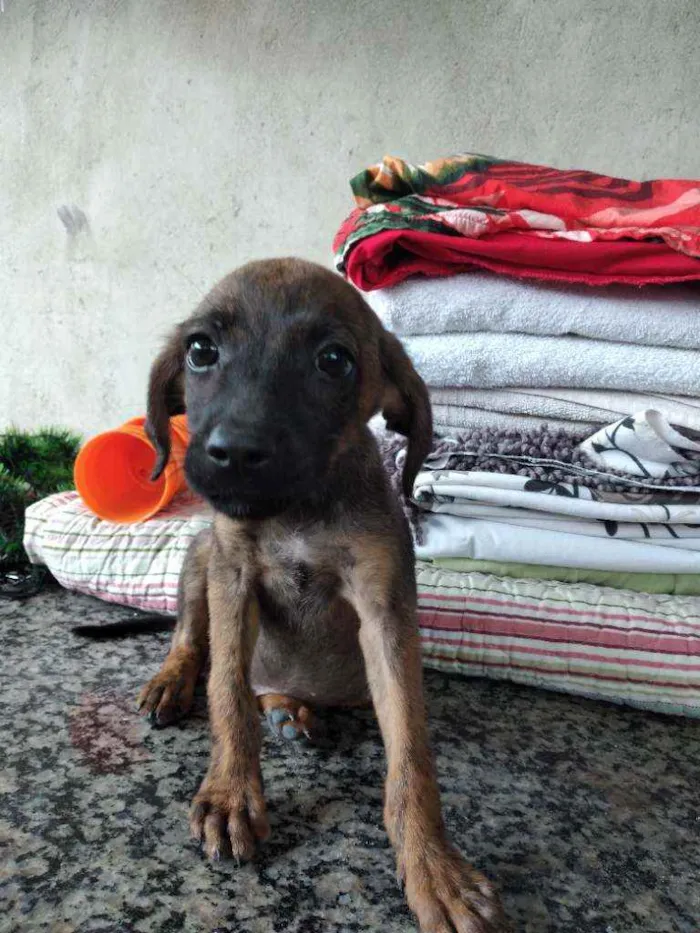 Cachorro ra a Vira lata idade 2 a 6 meses nome Pantera