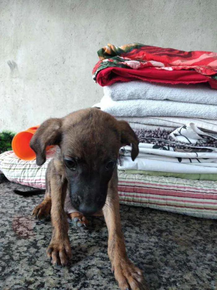 Cachorro ra a Vira lata idade 2 a 6 meses nome Pantera