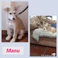Cachorro raça  idade 2 a 6 meses nome Manú Filhotinha