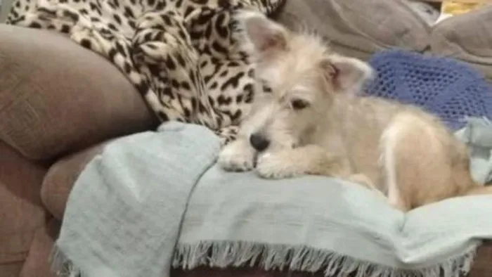 Cachorro raça  idade 2 a 6 meses nome Manú Filhotinha